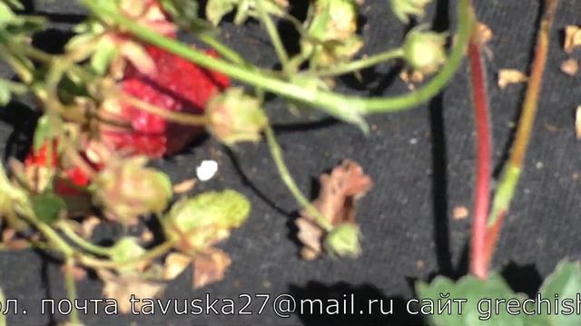 КУПЧИХА земклуника