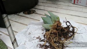 New Plants, part 1 A Phalaenopsis & Aloe