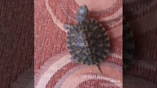 как различить пол красноухой черепахи