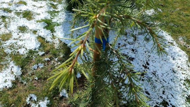 НЕСПОДІВАНО ЗИМА повернулась в САД. Магнолія, Кедри, Абрикос, Мигдаль і КІВІ - ЧИ ПЕРЕЖИВУТЬ МОРОЗ? смотреть онлайн