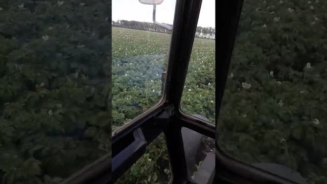 Картофель Импала смотреть онлайн