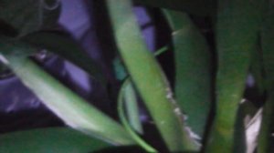 Очередной цветонос у Брассии (Brassia)🌾🌾🌾🌾