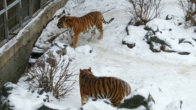 AMOURские тигры начинают день с любви!..❤️Amur Tigers Start their Day with ❤️ смотреть онлайн