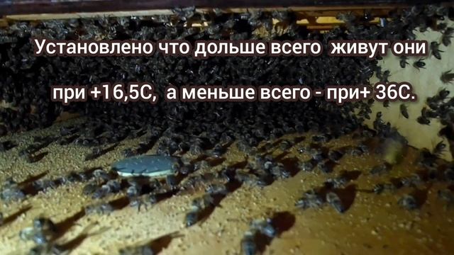 Как долго живут пчёлы без пищи  Bee 2.