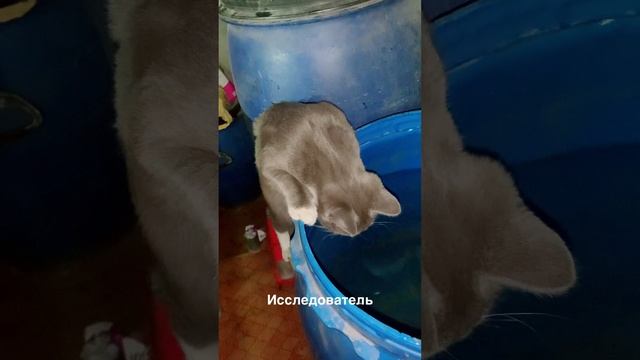 Кот-исследователь