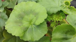 Почему исчезает яркая расцветка у пестролистной пеларгонии?