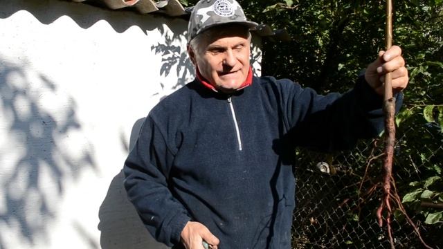 Как посадить Персик осенью чтобы он гарантировано пережил зиму смотреть онлайн