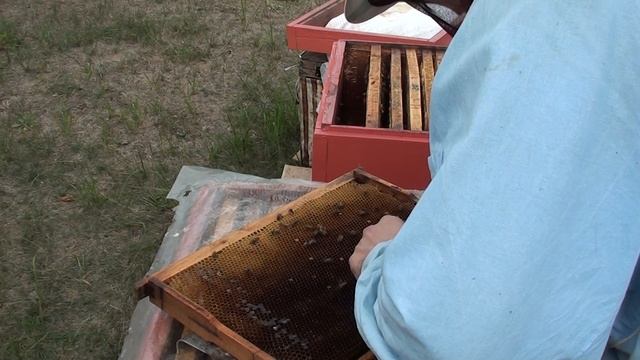 Простой способ объединения слабых отводков. Объединение пчел в зиму. Объединение пчелосемей осенью.