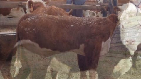 Разведение Герефордской породы коров как бизнес идея | Герефордская корова | Быки Герефорды