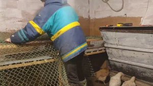 Насест с поддоном для куриц // жизнь за городом