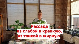 Рассада из слабой в крепкую, из тонкой в жирную.