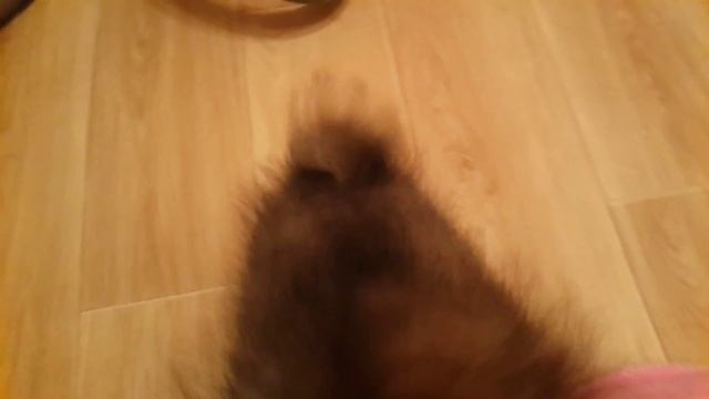 Шпиц девочка рыжий соболь смотреть онлайн