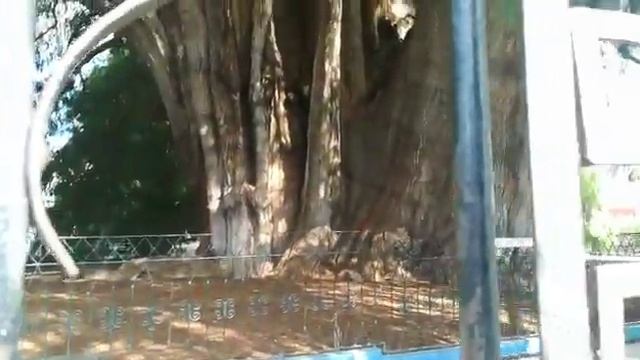 Ствол дерева, которому 2500 лет. МЕКСИКА смотреть онлайн