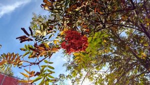 Осень. Осенняя пора? Рябина красная осенью. Red Rowan tree in autumn. Roter Ebereschebaum im Herbs