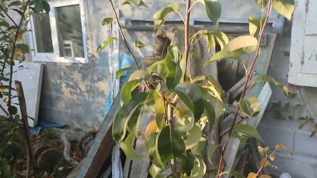 Новинка в Україні!!! Груша сорт Ред Анжу (pear Red Anjou). Сигнальне плодоношення 2023 рік І частин смотреть онлайн