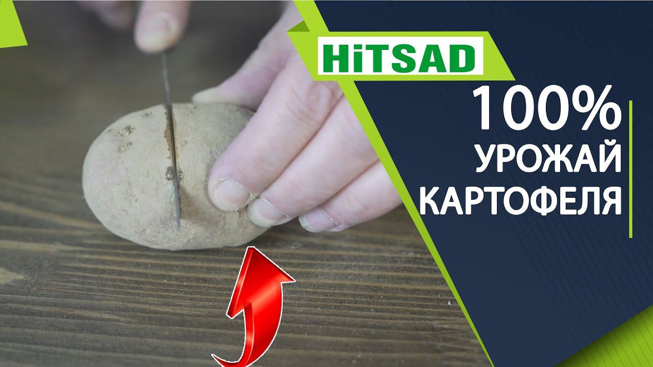 Как увеличить урожай картофеля на 100% * проращивание картофеля