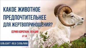Ильшат Абу Сальман. Какое животное предпочтительнее для жертвоприношения? Серия лекций Курбан-Байрам