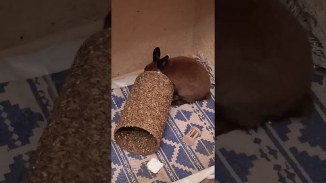 Домашние животные. Кролик. Рекс.Тюрингенский окрас