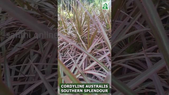 Cordyline Australis Southern Splendour #shorts #plants #garden #trending #nature