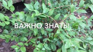?? Голубика. Осенний уход.