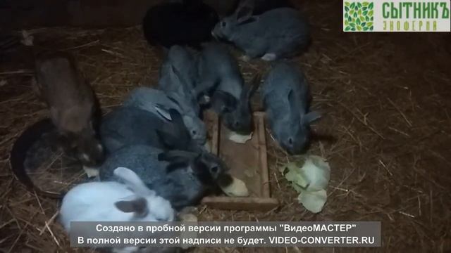 Экоферма СытникЪ - Наши новые красивые кролики смотреть онлайн