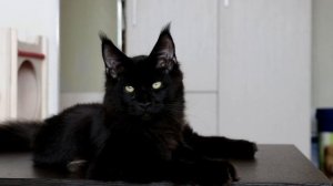 Котёнок мейн кун (6 месяцев)
