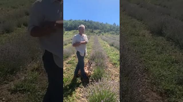 Сбор лаванды смотреть онлайн