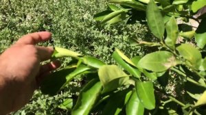 LEAF CURL on Citrus Trees (WHY)