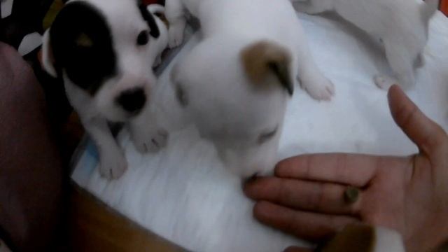 Щенки Джек рассел терьера ?ПРОБУЮТ КОРМ!! ПЕРВАЯ ИГРУШКА ДЛЯ НАШИХ ЩЕНЯТ?Настя играет с щенками? смотреть онлайн