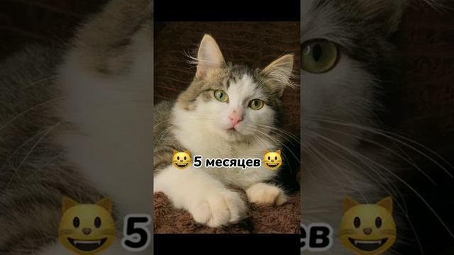 как растет кот | Cats Life