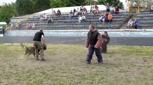 Собака защищает хозяина от двоих напавших