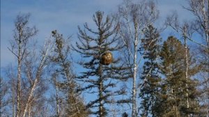 Необычные деревья России