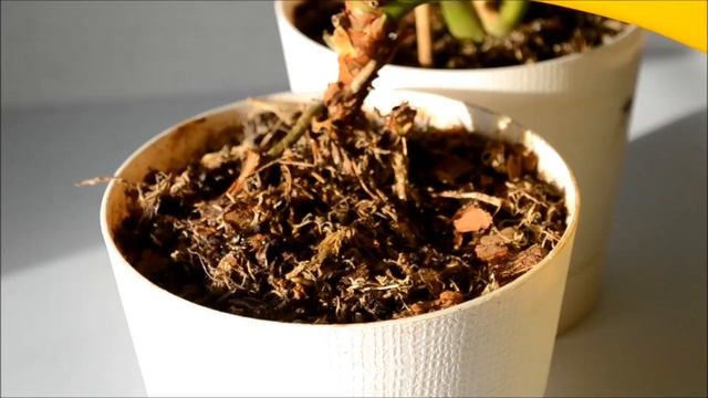 Антуриум – уход в домашних условиях смотреть онлайн