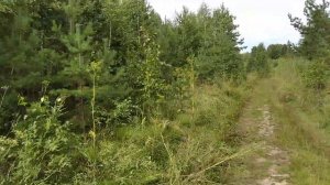 Определяем по растениям близость грунтовых вод