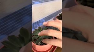 Эхеверии отсушивают нижние листья зимой. Норма ли это?