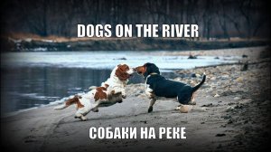 Собаки на реке. Dogs on the river. Бассет - хаунд видео. Basset hound video. Dog video.