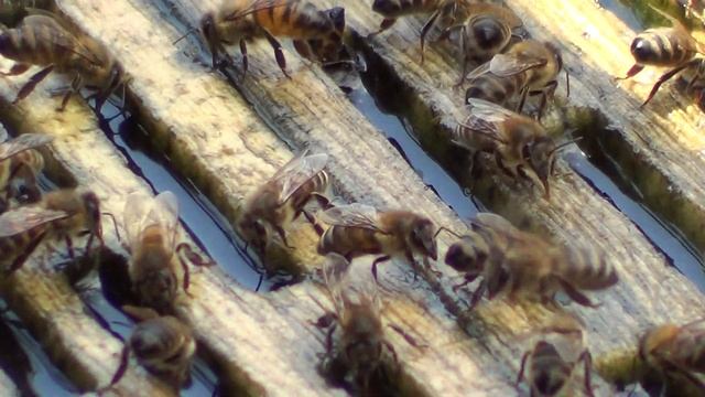 Водопой смотреть онлайн