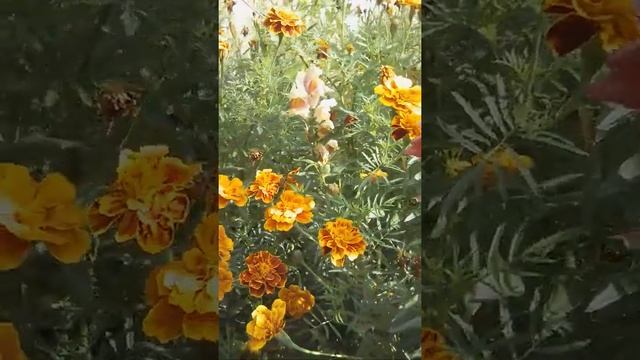 ? Цветы на клумбе у магазина "Народный". Касли. смотреть онлайн