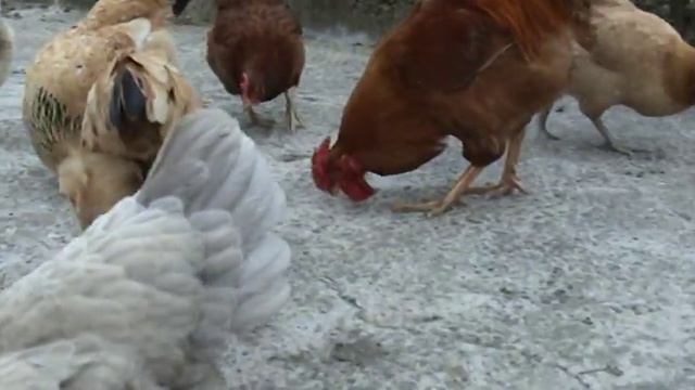 hen pecks grain by grain/курочка по зёрнышку клюёт,для понимающих о чём Я