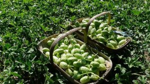 АНГУРИЯ - ДЕКОРАТИВНЫЙ ОГУРЕЦ