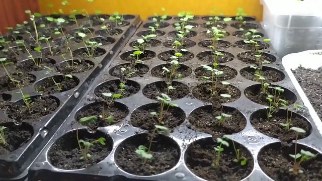 17.03.22/Пикировка томатов/Покупки/Что мне подарили покупатели☺ смотреть онлайн