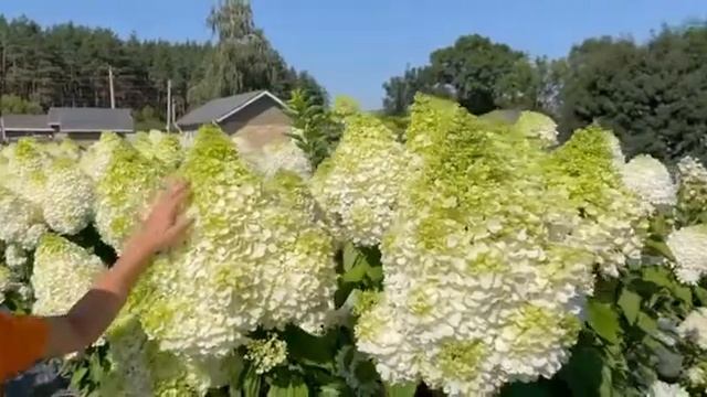 Гортензия Мэджикал мунлайт