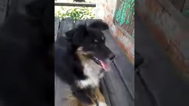 Моя собака пытается меня укусить смотреть онлайн