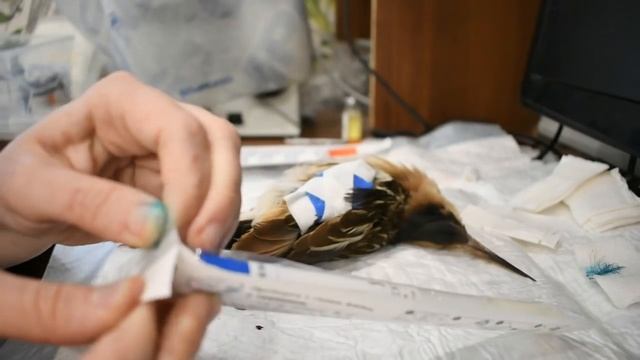 Чиним крыло глазовыколупывателю и смотрим в микроскоп. смотреть онлайн