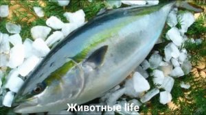 ЛАКЕДРА?/Животные life/Рыбы/Животные/Интересные факты