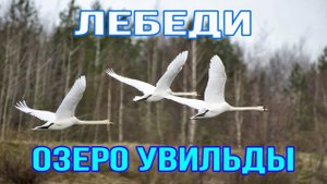 Две пары лебедей летают над озером Увильды