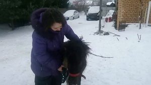 Шетлендская пони Ляля