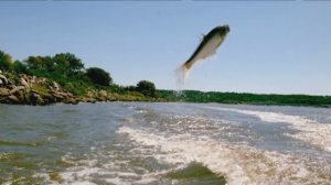 Охренеть!Азиатский карп!