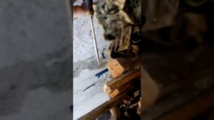 замена цепи грм фелиция часть 1