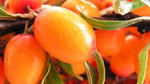 ОБЛЕПИХОВОЕ   МАСЛО  |  ПРИМИНЕНИЕ  И  ЛЕЧЕБНЫЕ  СВОЙСТВА